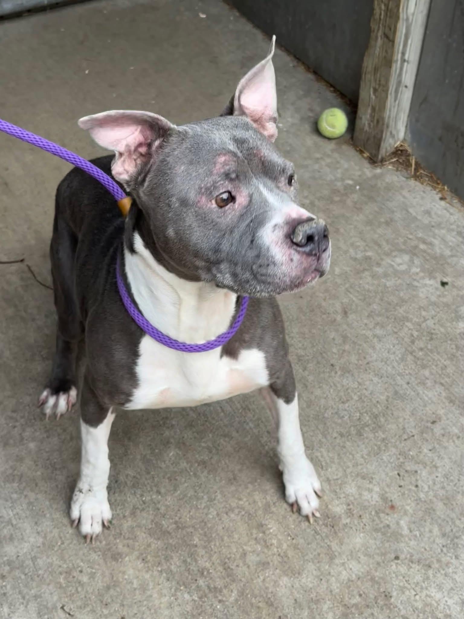 Enlarge Wintergreen, a ADOPTABLE Pit Bull Terrier in Chicago, IL image 4/5