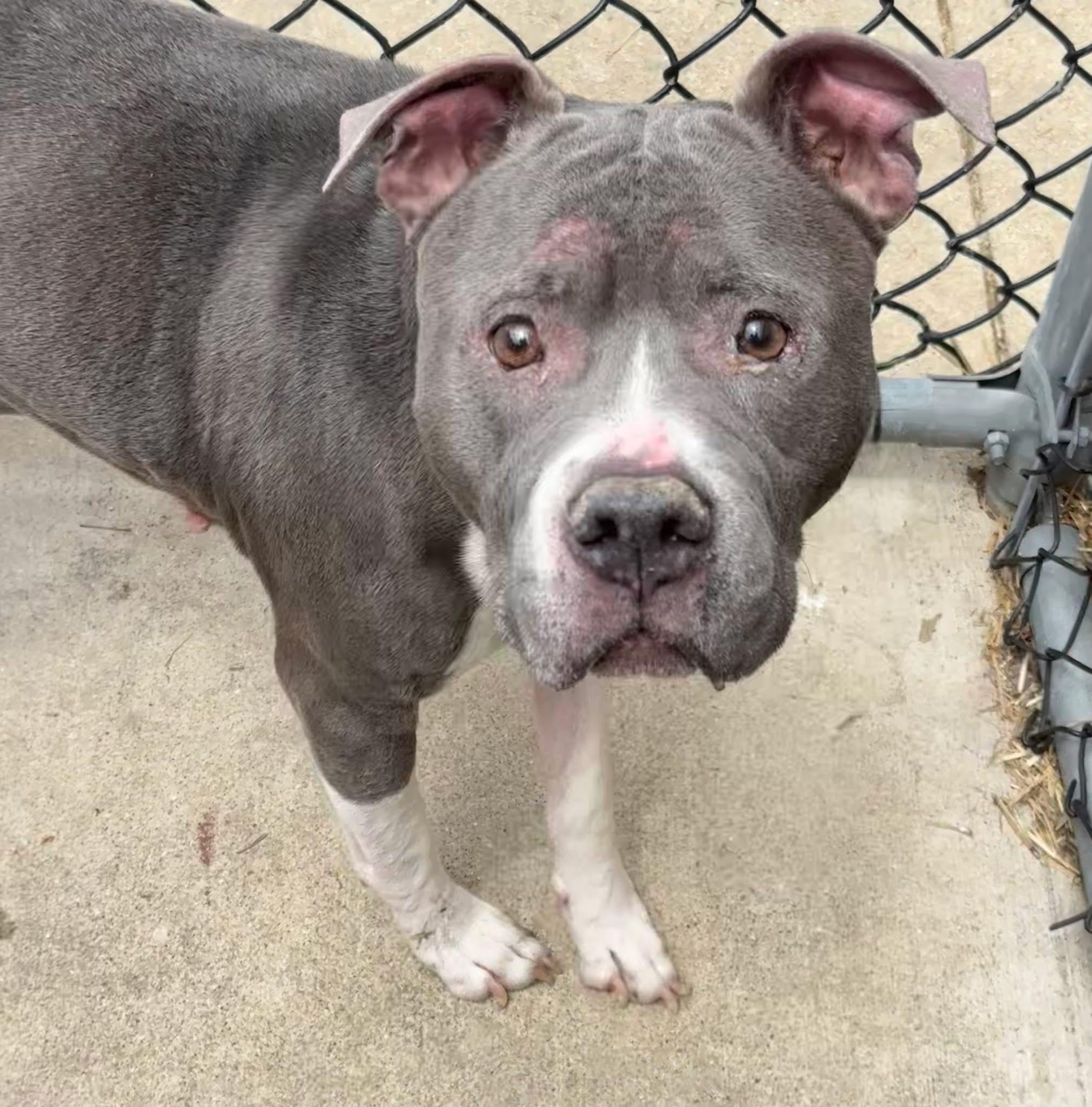 Enlarge Wintergreen, a ADOPTABLE Pit Bull Terrier in Chicago, IL image 3/5