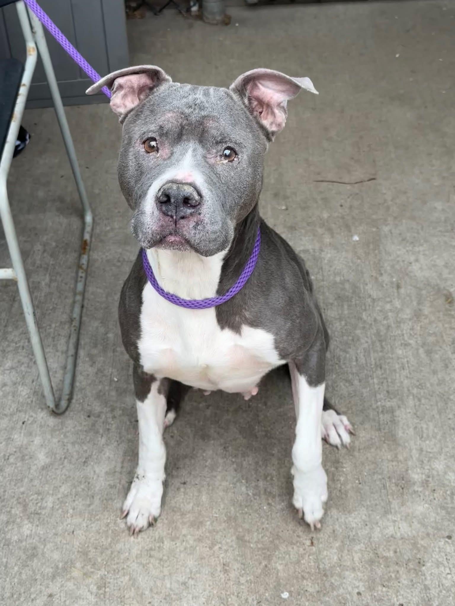 Enlarge Wintergreen, a ADOPTABLE Pit Bull Terrier in Chicago, IL image 2/5