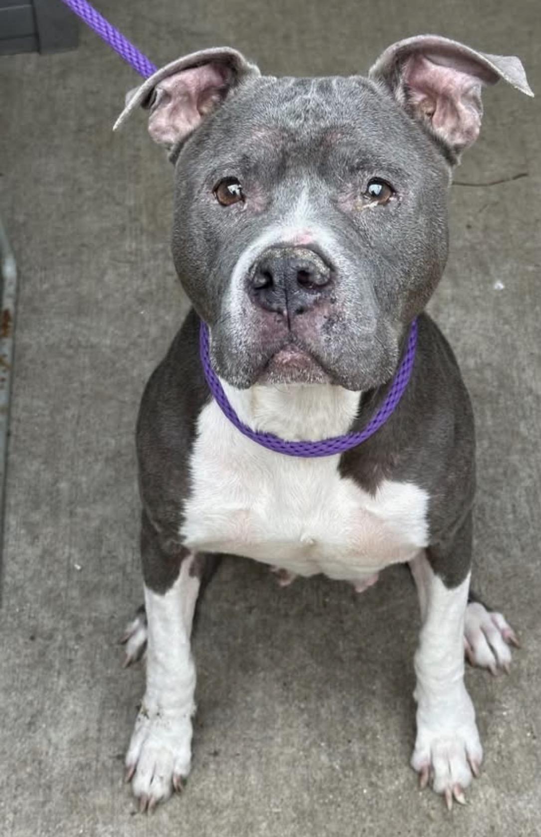 Enlarge Wintergreen, a ADOPTABLE Pit Bull Terrier in Chicago, IL image 1/5