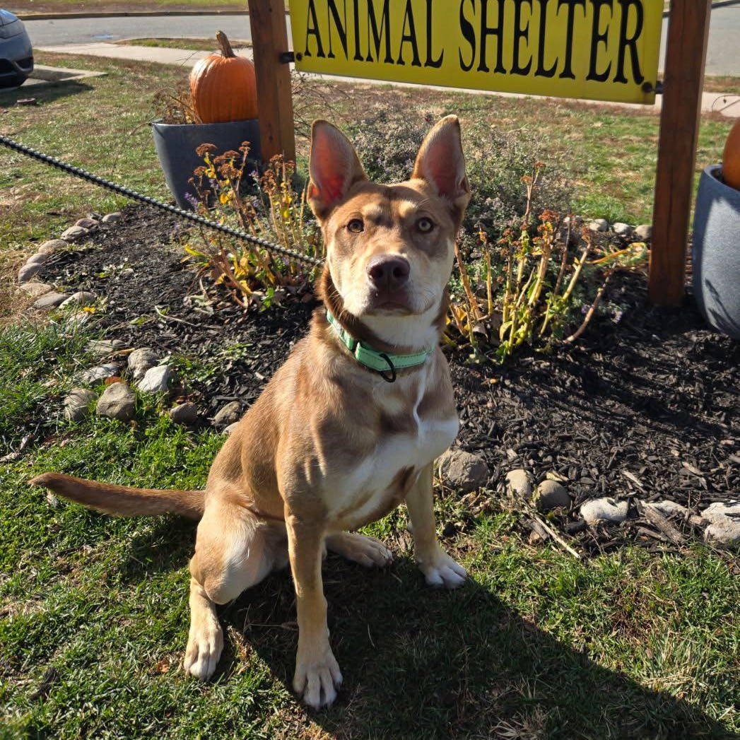 Hank, adopted, Young Male Siberian Husky & Pit Bull Terrier.
