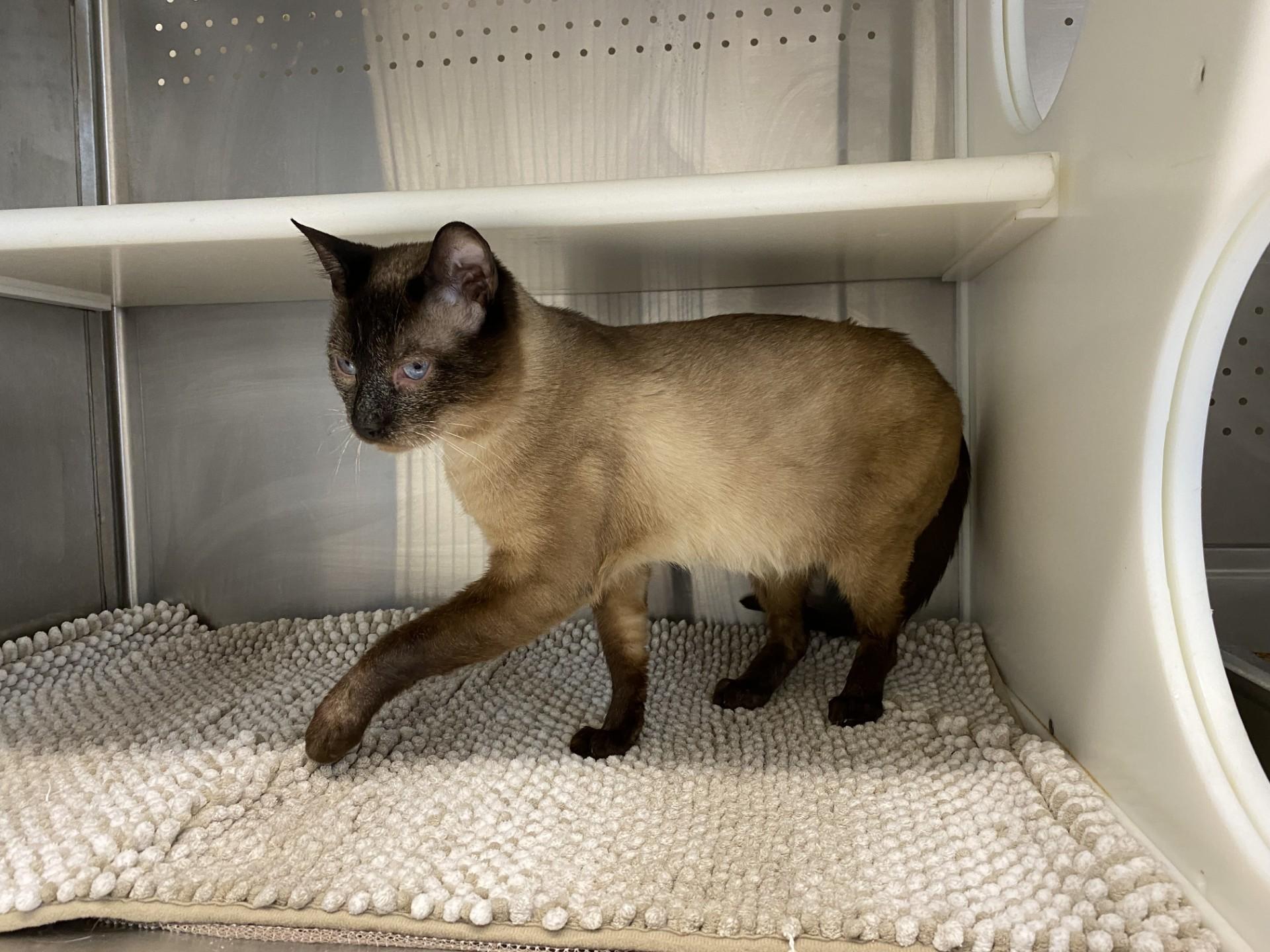 Sean, a ADOPTABLE Siamese in Waldport, OR image 2/2