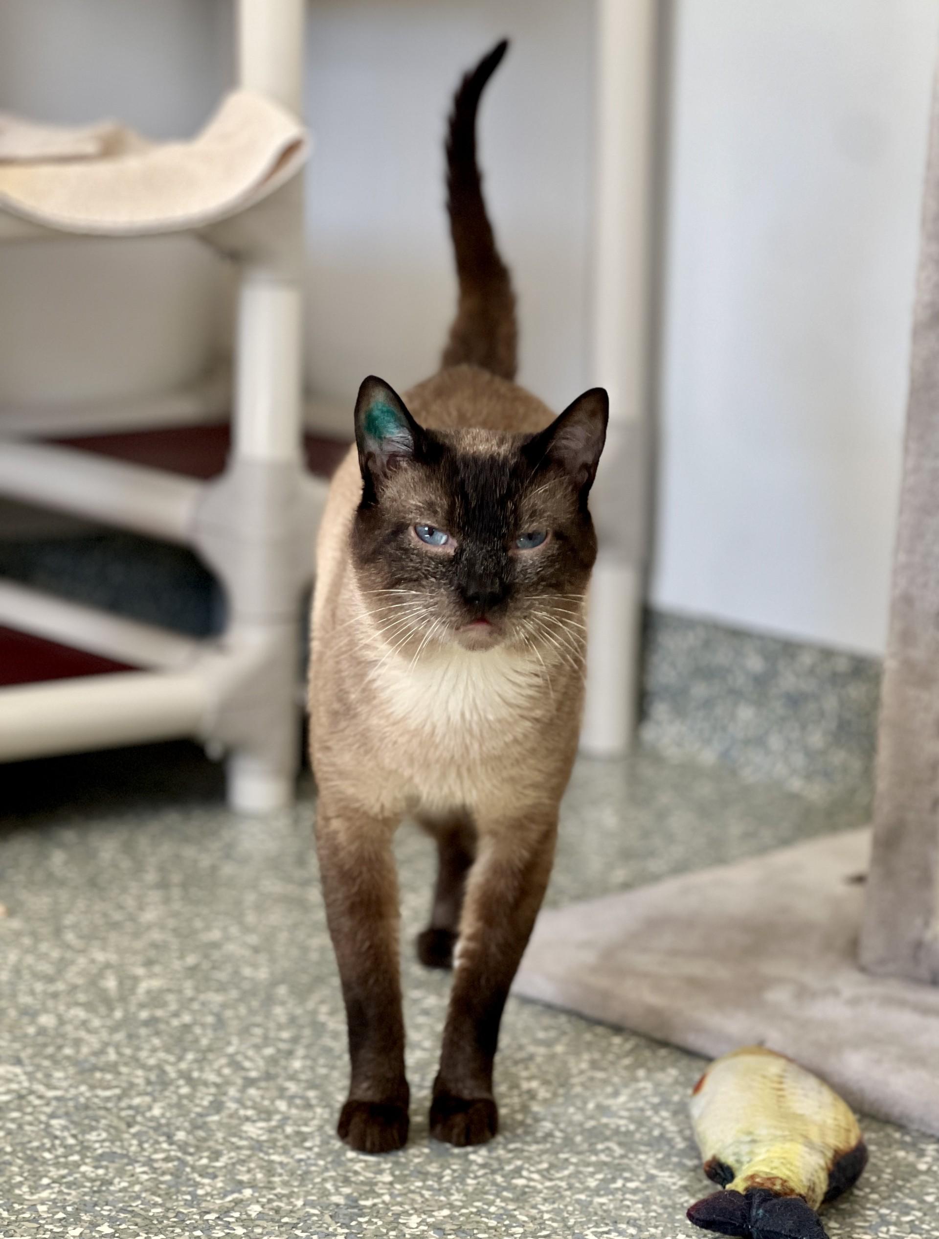 Sean, a ADOPTABLE Siamese in Waldport, OR image 1/2