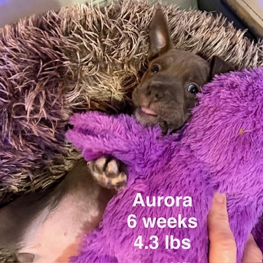 Aurora — thumbnail 2