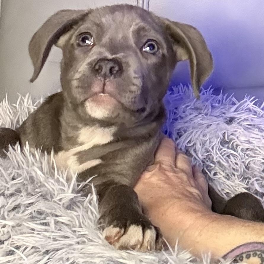 Aurora — thumbnail 3