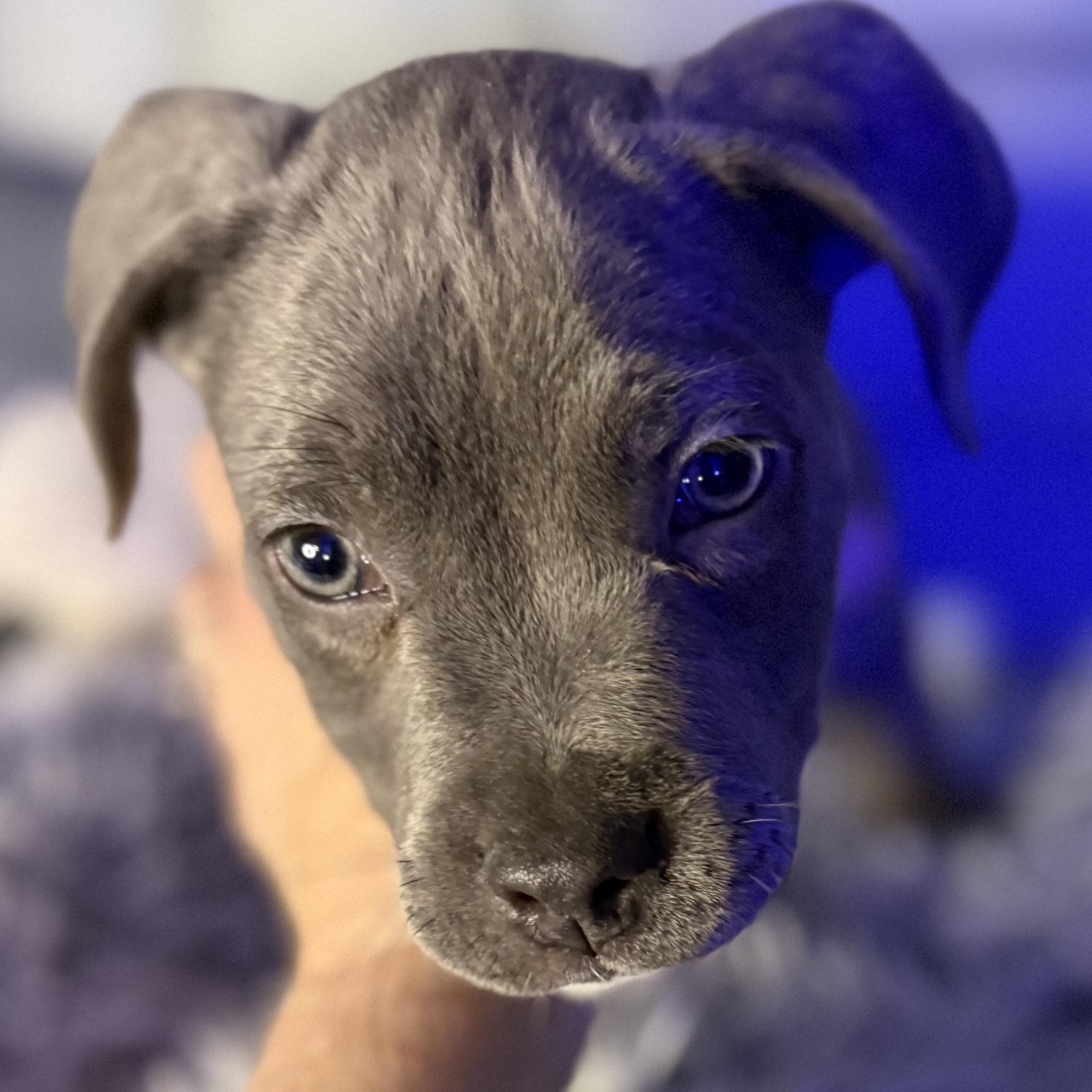 Aurora — thumbnail 4