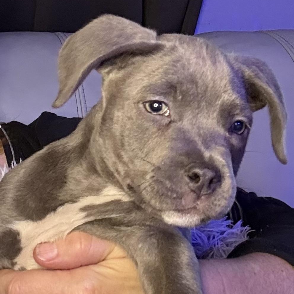 Aurora — thumbnail 5