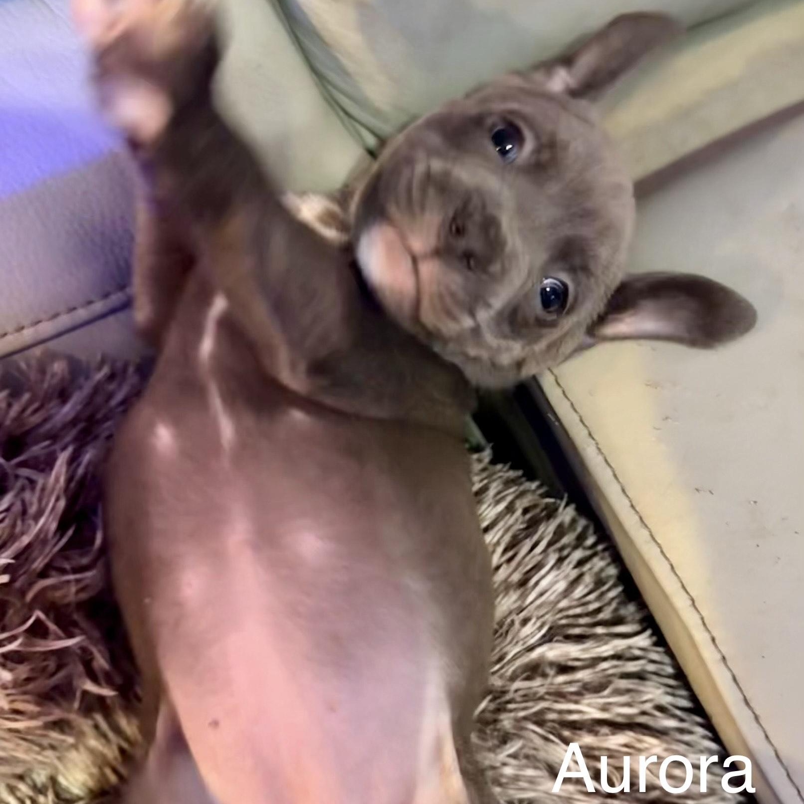 Aurora — thumbnail 6