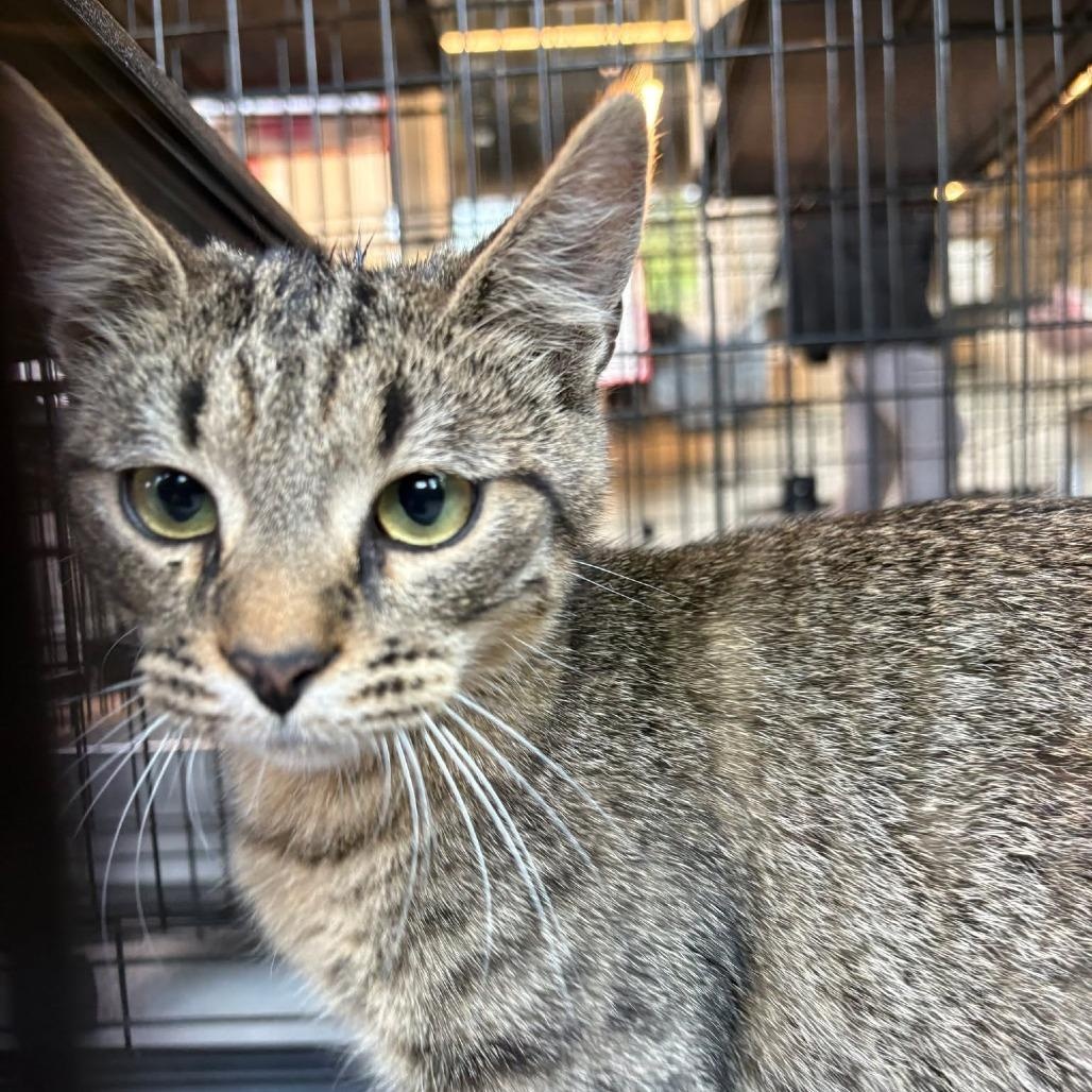 Enlarge Drew, a ADOPTABLE American Shorthair in Danbury, CT image 2/4