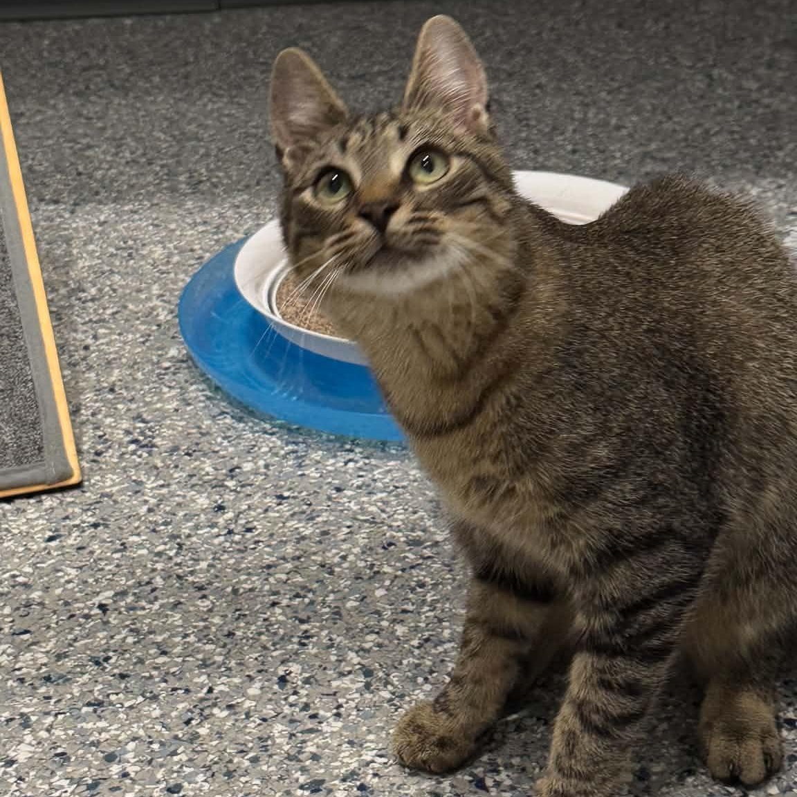 Enlarge Drew, a ADOPTABLE American Shorthair in Danbury, CT image 3/4