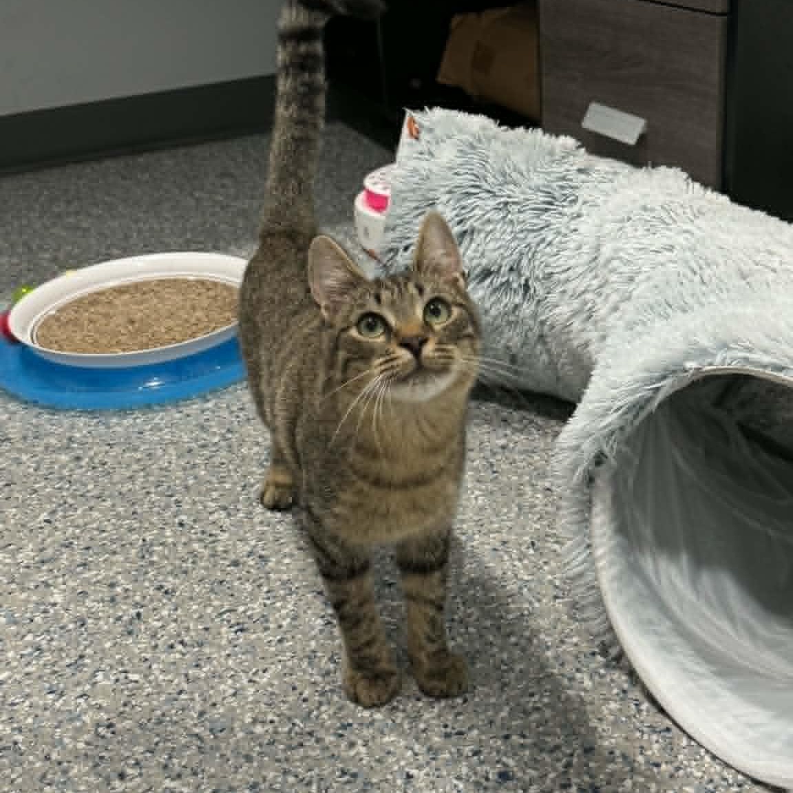 Enlarge Drew, a ADOPTABLE American Shorthair in Danbury, CT image 4/4