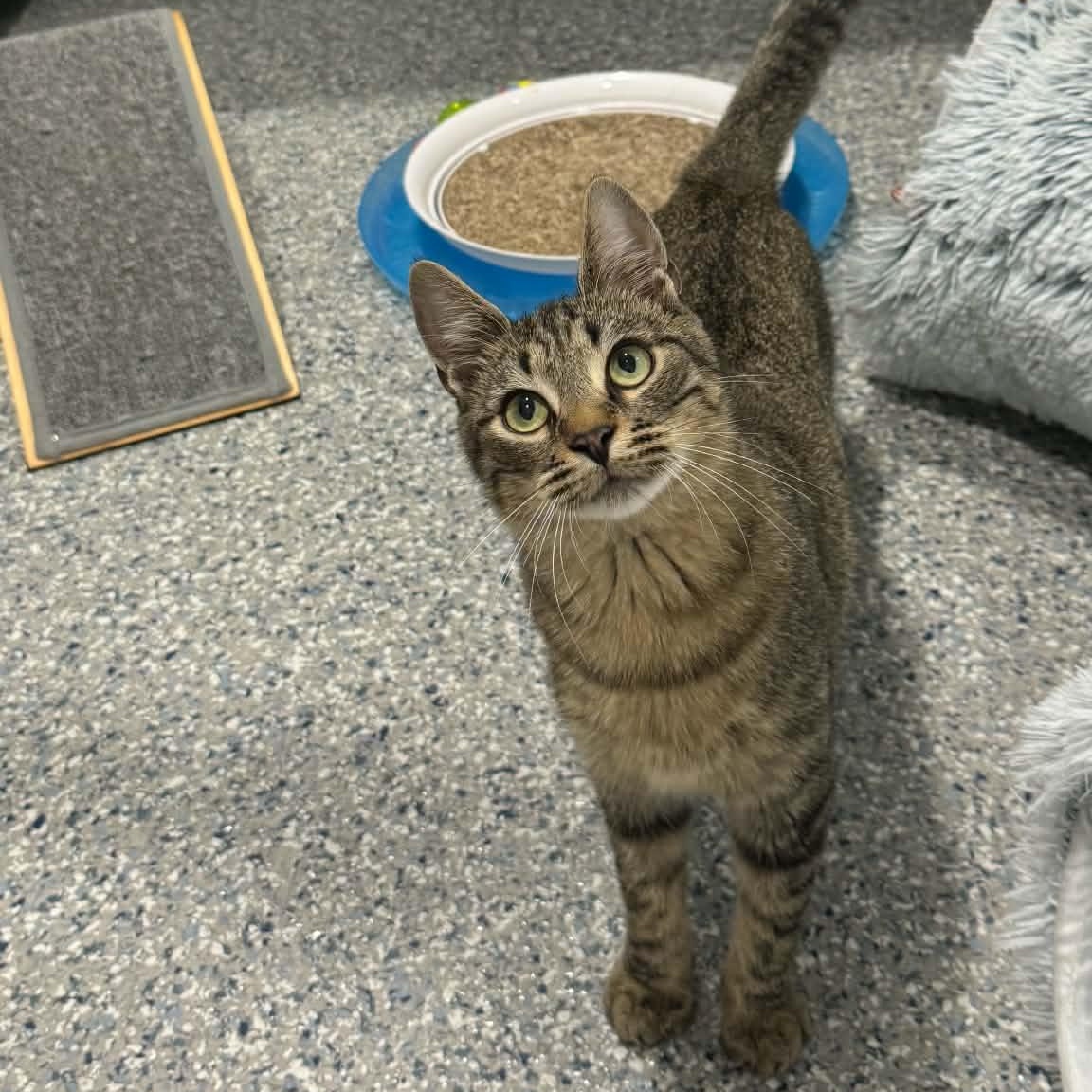 Enlarge Drew, a ADOPTABLE American Shorthair in Danbury, CT image 1/4