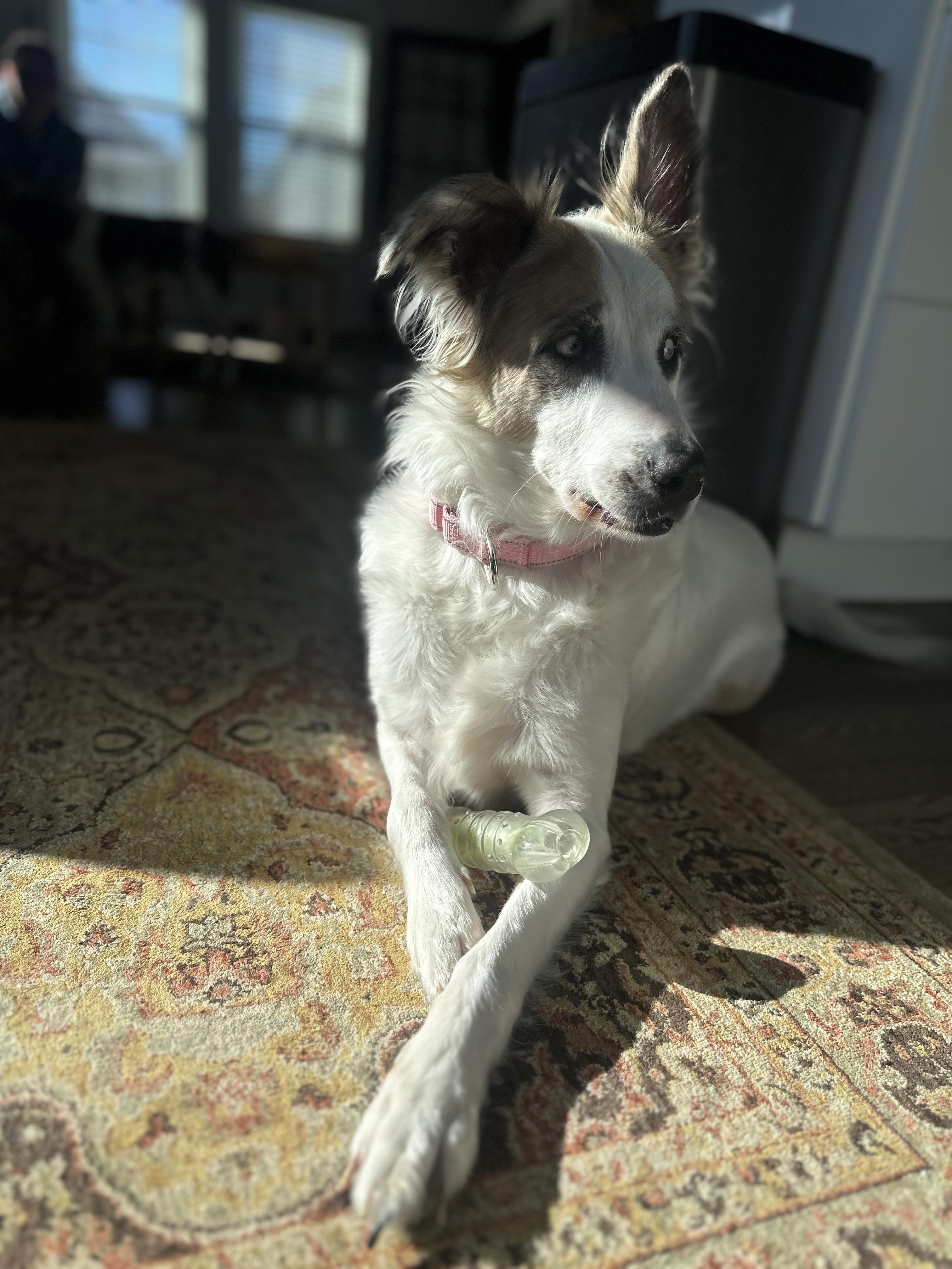 Enlarge Juniper, a Adoptable mixed breed in Dover, NH image 4/6
