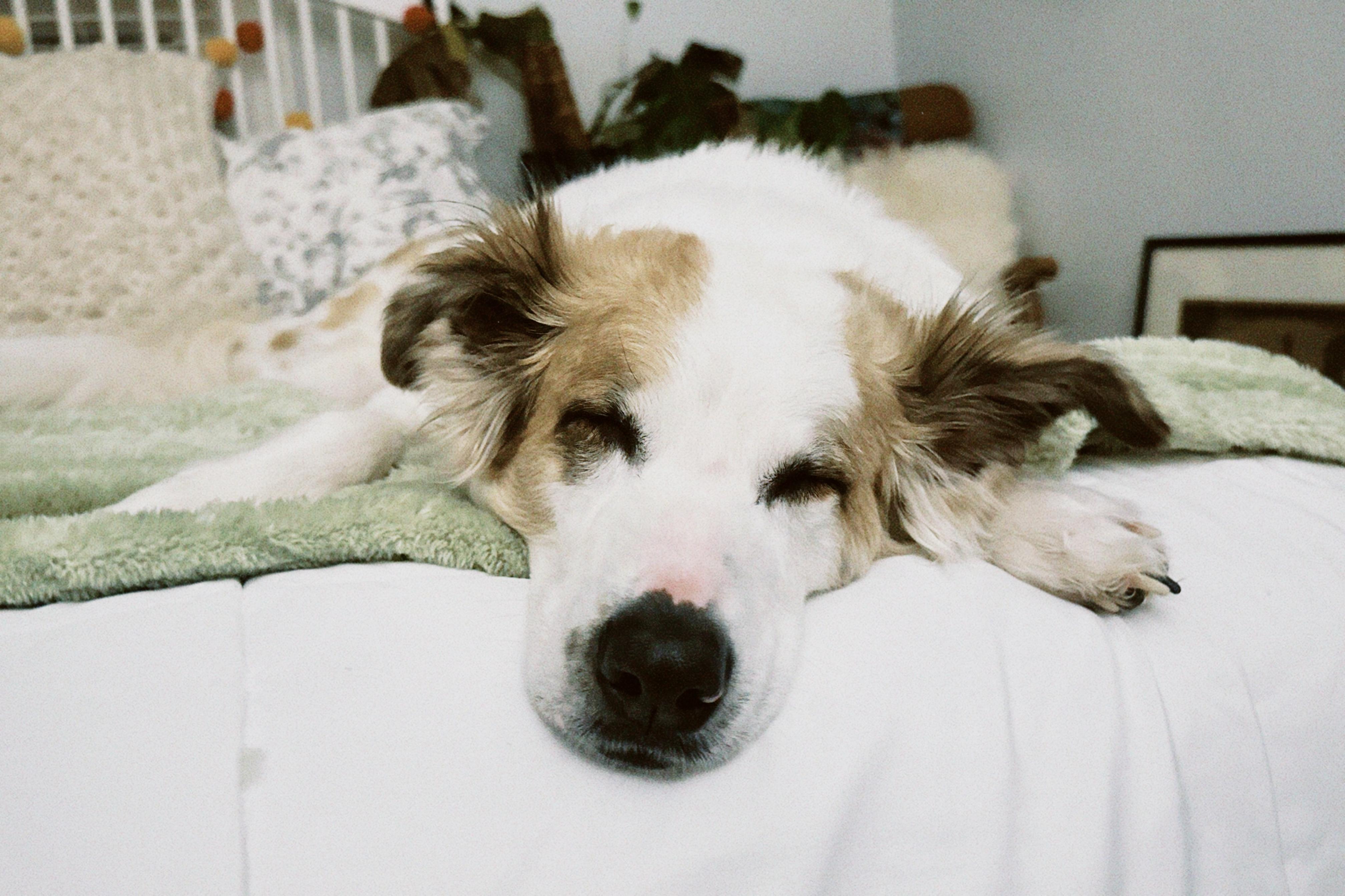 Enlarge Juniper, a Adoptable mixed breed in Dover, NH image 3/6