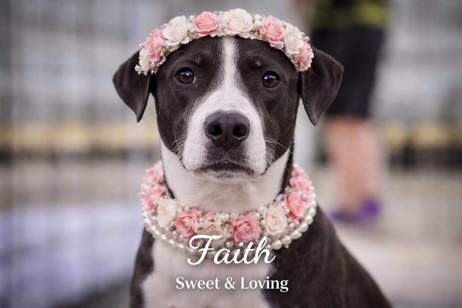 Faith, ADOPTABLE, Adult Female Great Dane.