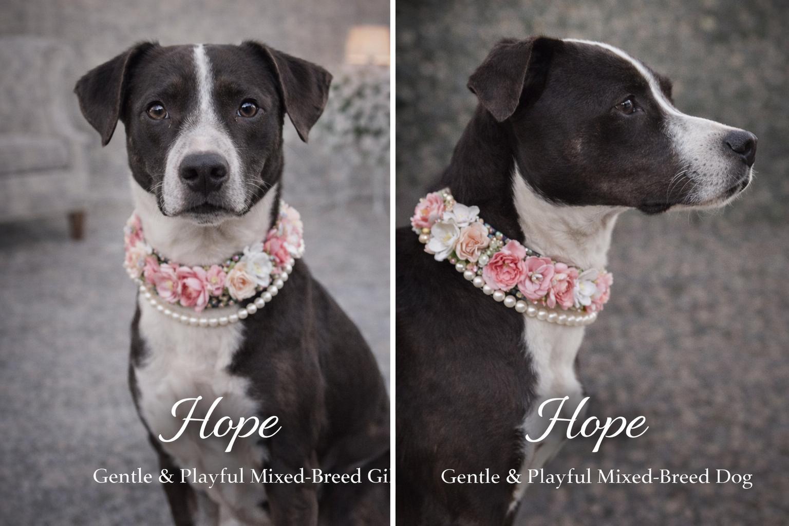 Enlarge Faith, a ADOPTABLE mixed breed in Livingston, TX image 4/4