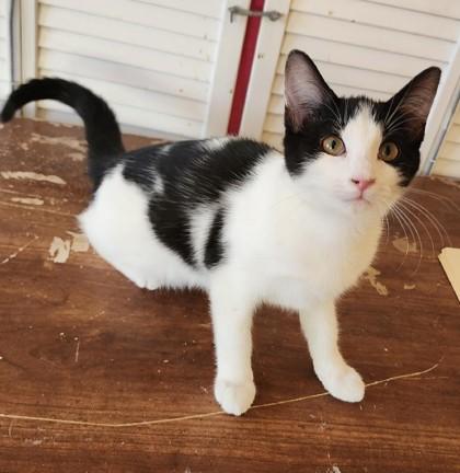 Celia, ADOPTABLE, Young Female Domestic Short Hair & Tuxedo.