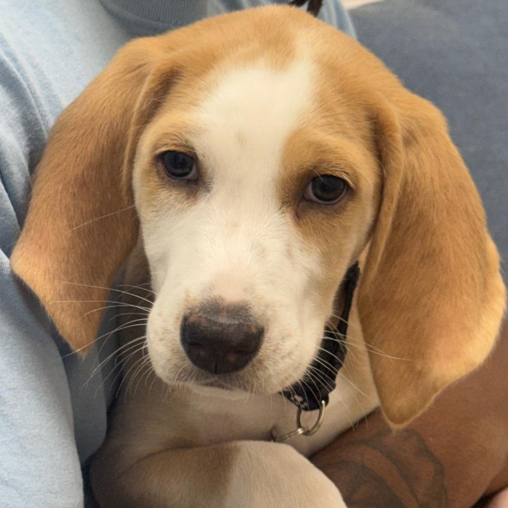 Enlarge Douglas, a Adoptable Hound in Chesapeake, VA image 1/1