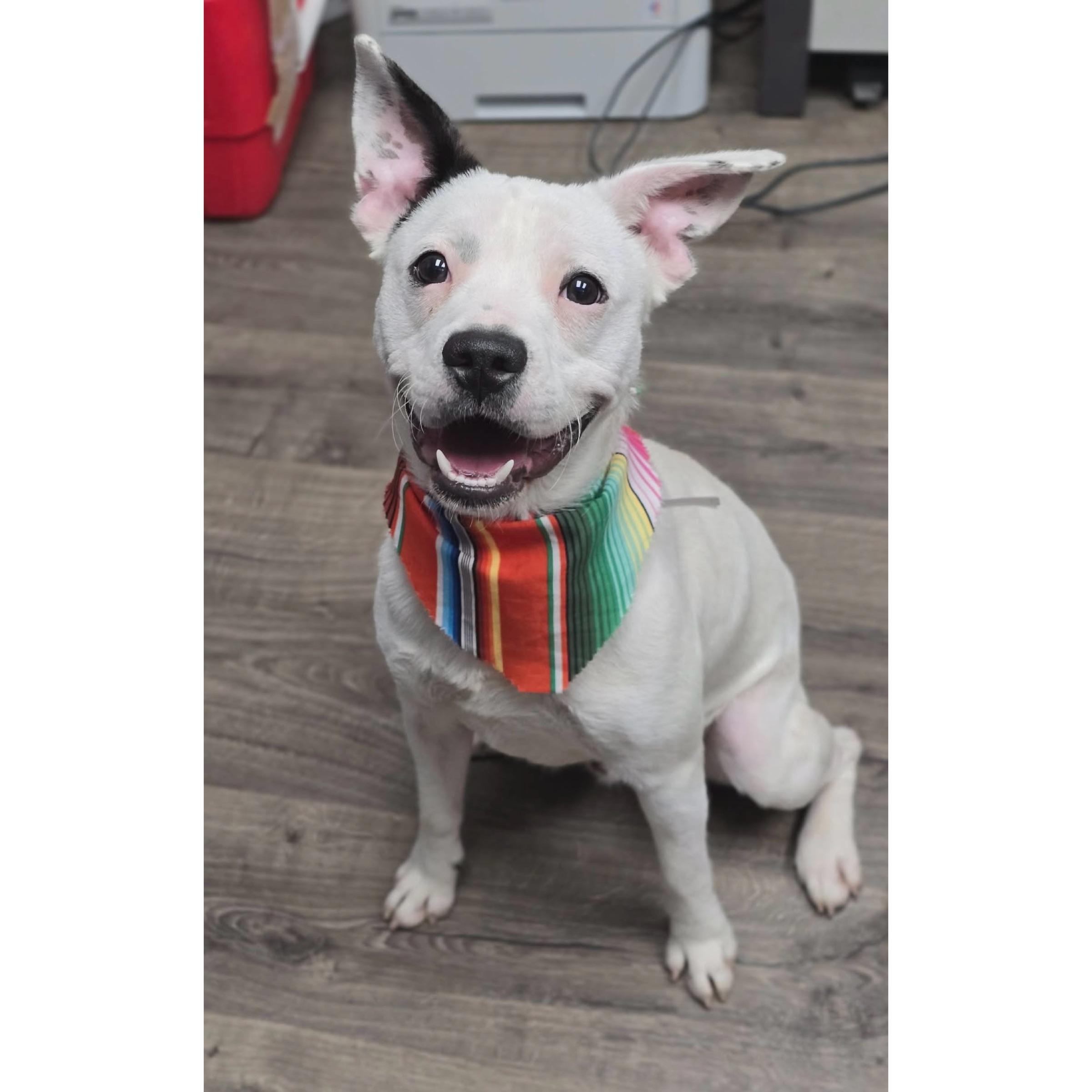 Auggie, ADOPTABLE, Young Male Jack Russell Terrier & Australian Cattle Dog / Blue Heeler.