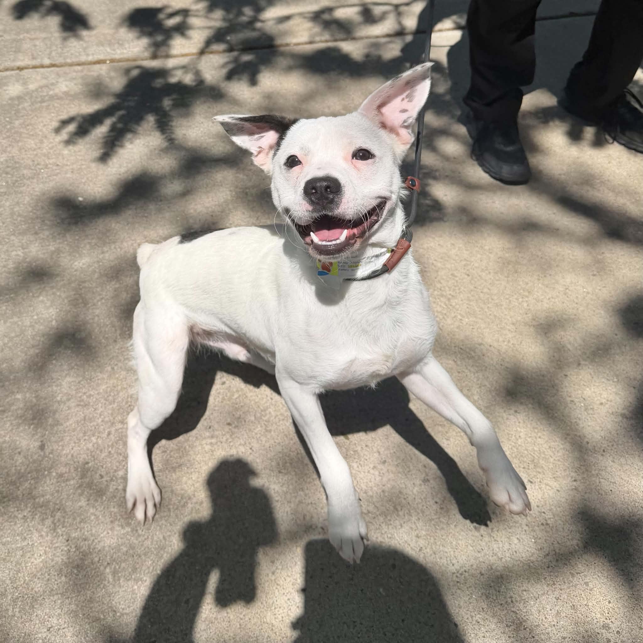 Auggie, ADOPTABLE, Young Male Australian Cattle Dog / Blue Heeler & Jack Russell Terrier.