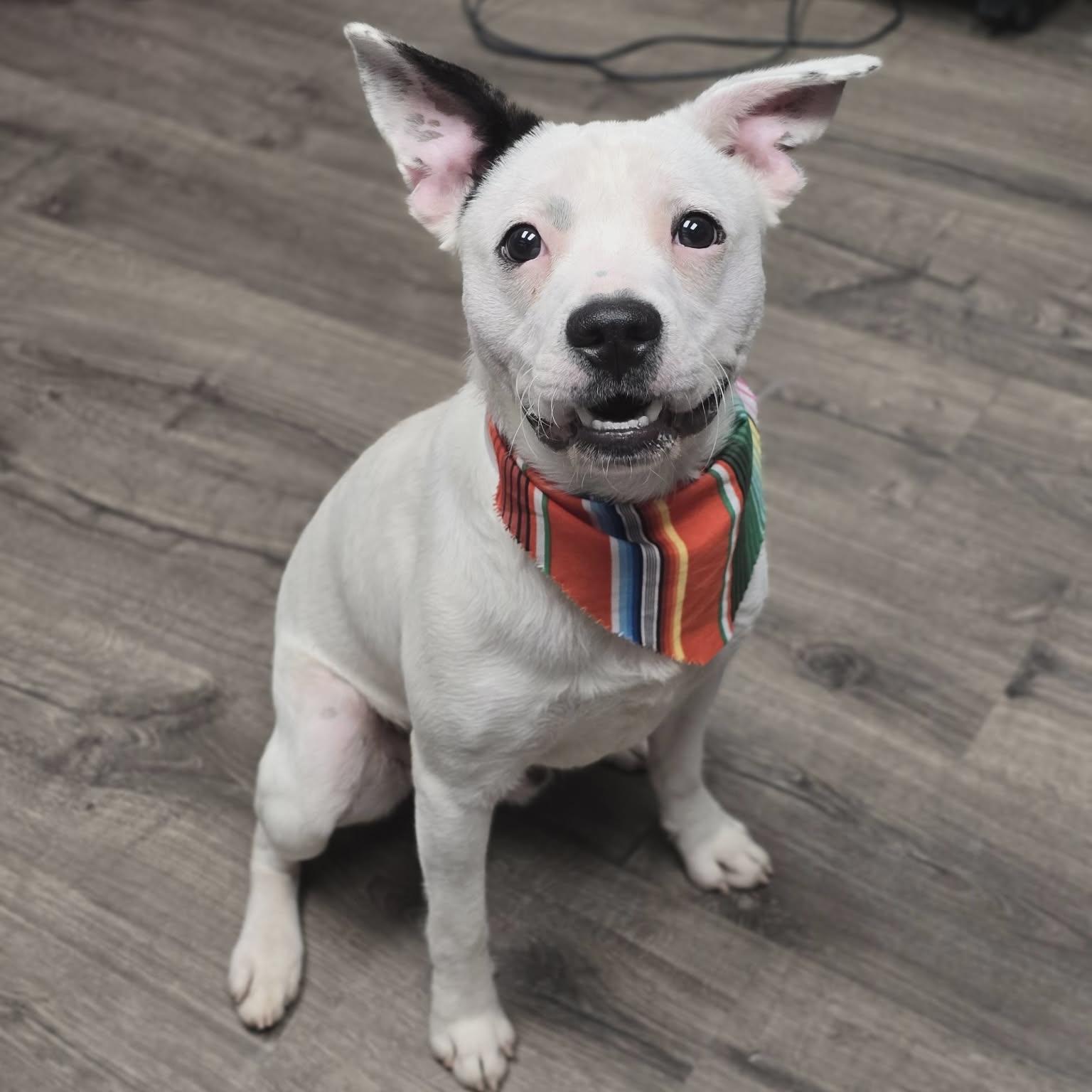 Auggie, a ADOPTABLE mixed breed in Boulder, CO image 3/4