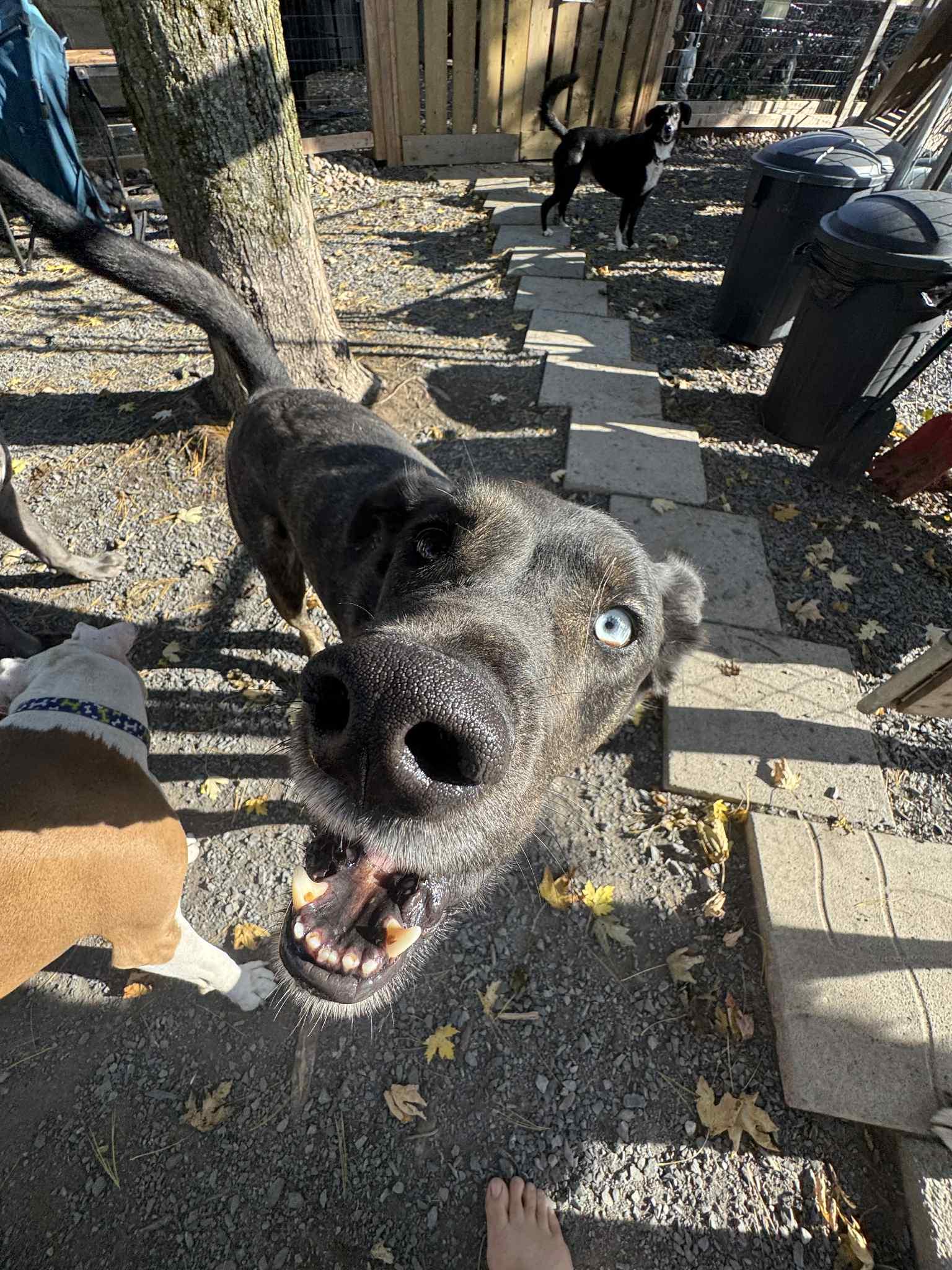 Bullseye, a Adoptable mixed breed in Pointe-Claire, QC image 2/3