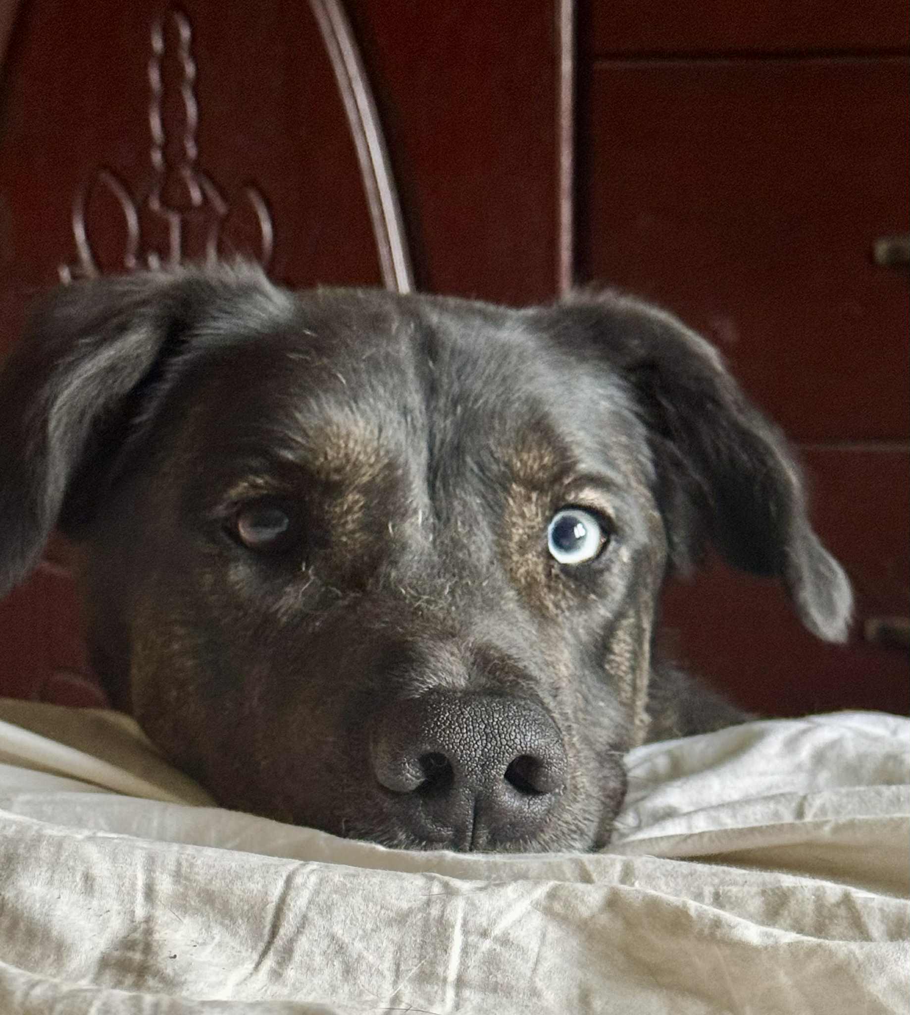 Bullseye, a Adoptable mixed breed in Pointe-Claire, QC image 1/3