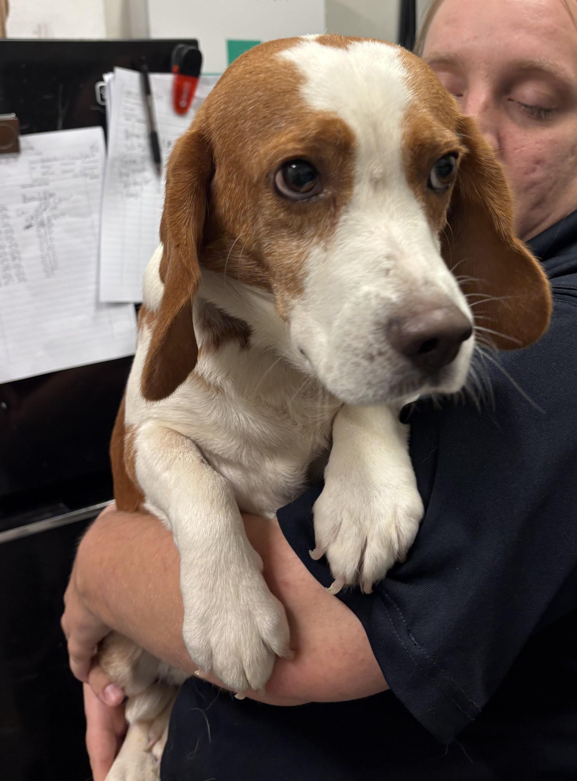 Myles, ADOPTABLE, Adult Male Basset Hound.