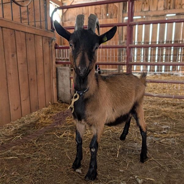 Enlarge Felix, a ADOPTABLE Oberhasli in Cooperstown, NY image 1/3