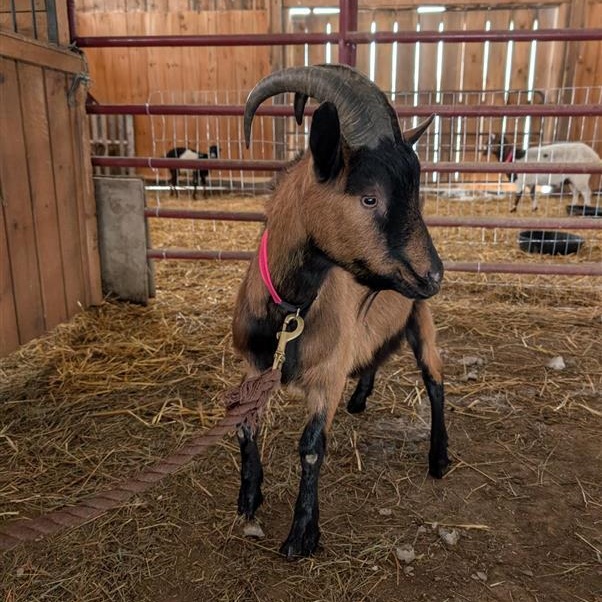 Enlarge Felix, a ADOPTABLE Oberhasli in Cooperstown, NY image 3/3