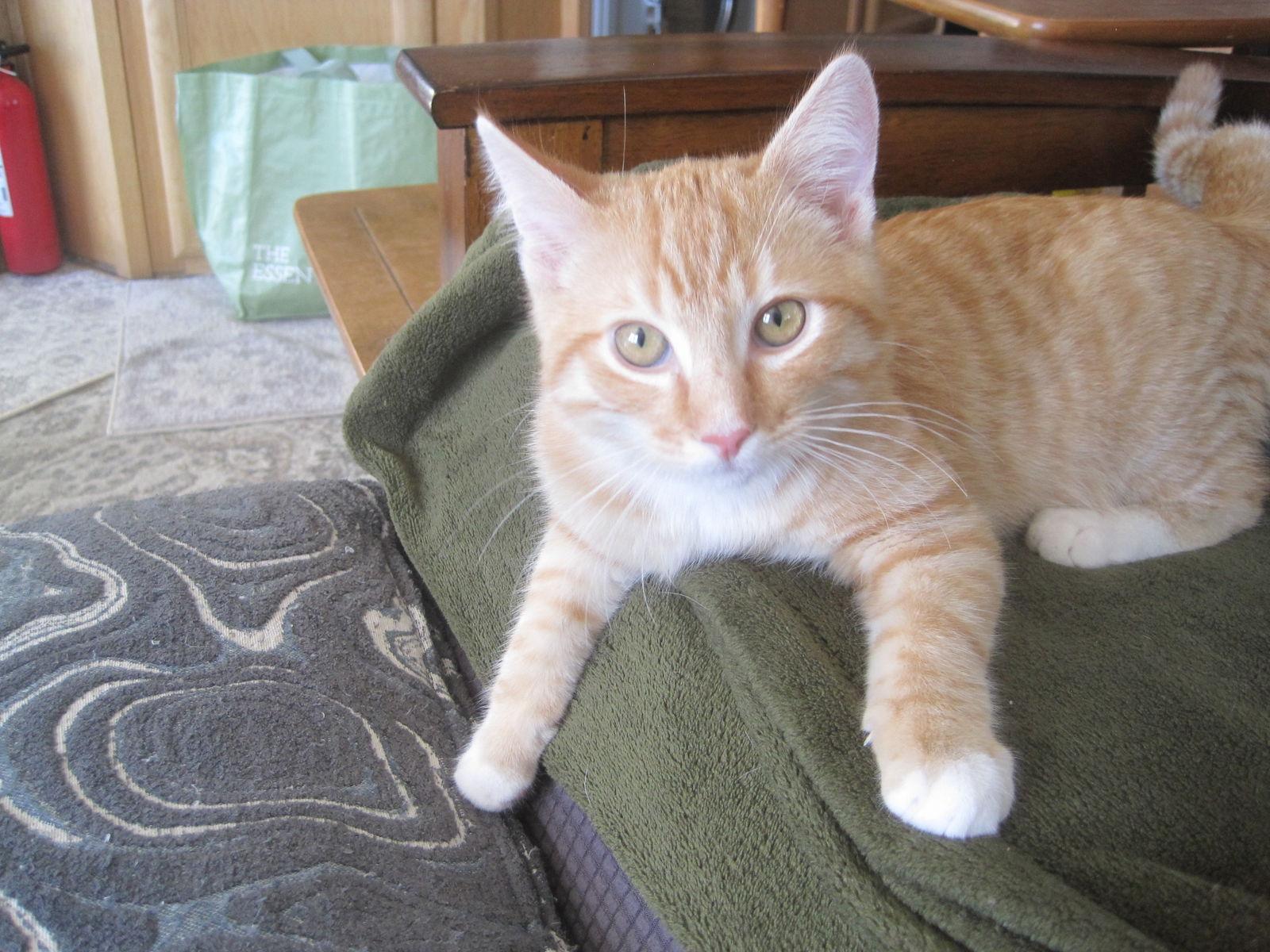 Pico, Adoptable, Young Male Domestic Short Hair.