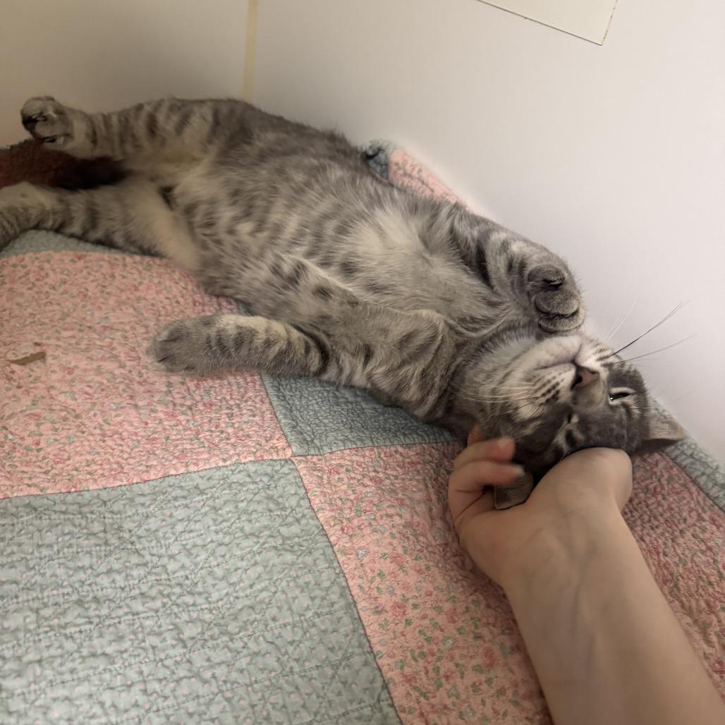 Rigatoni, Adoptable, Young Male Domestic Short Hair & Domestic Short Hair.