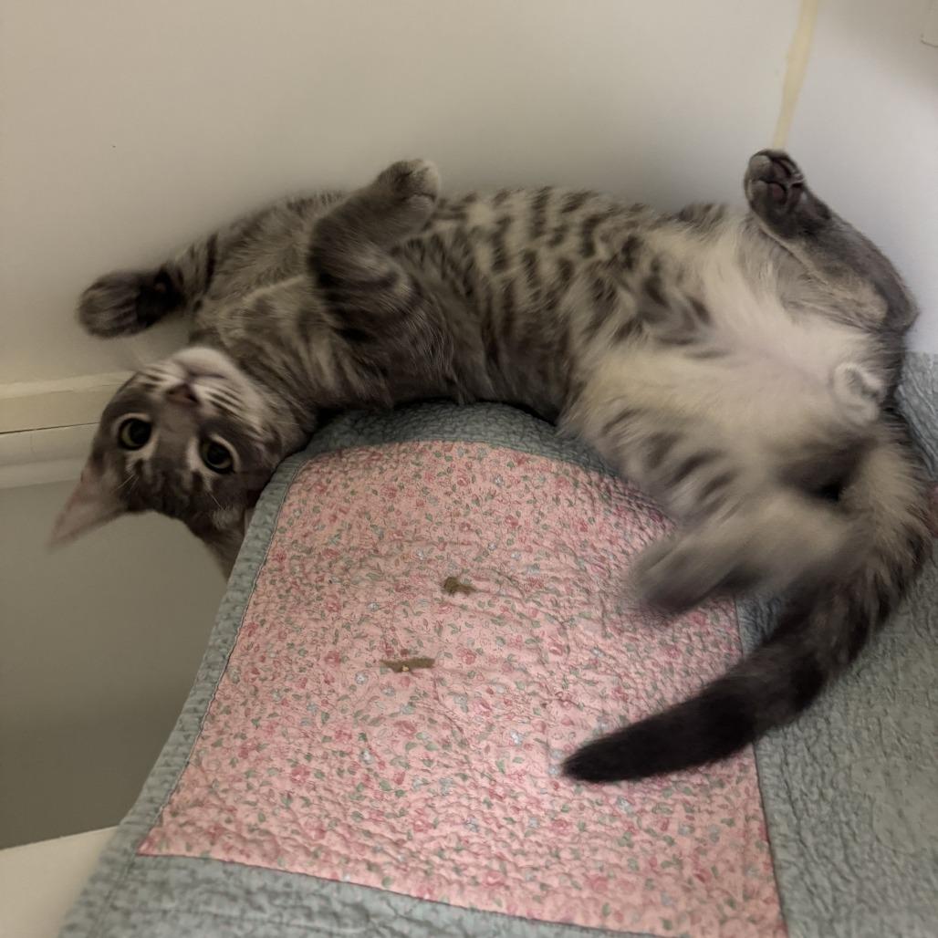 Enlarge Rigatoni, a Adoptable mixed breed in Woodinville, WA image 2/6