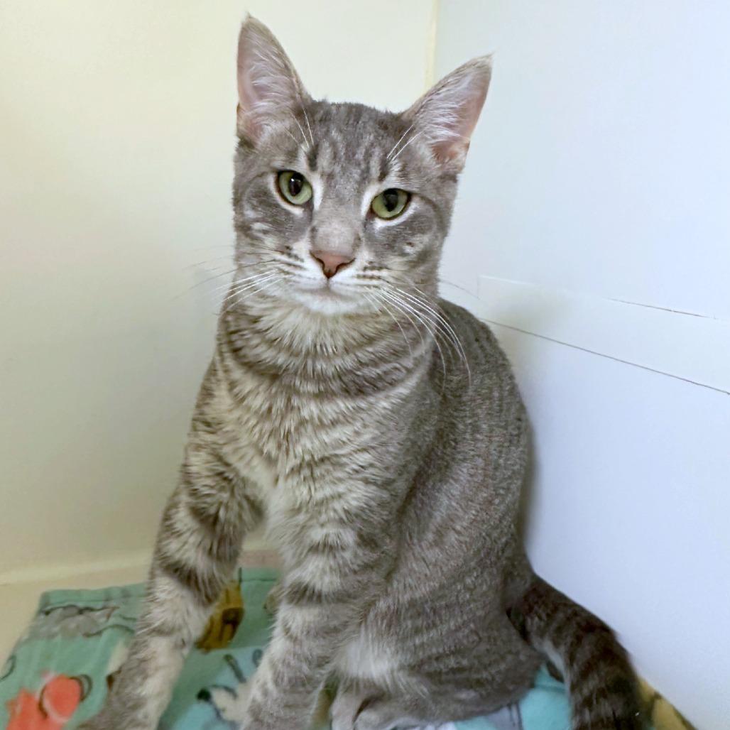 Enlarge Rigatoni, a Adoptable mixed breed in Woodinville, WA image 4/6