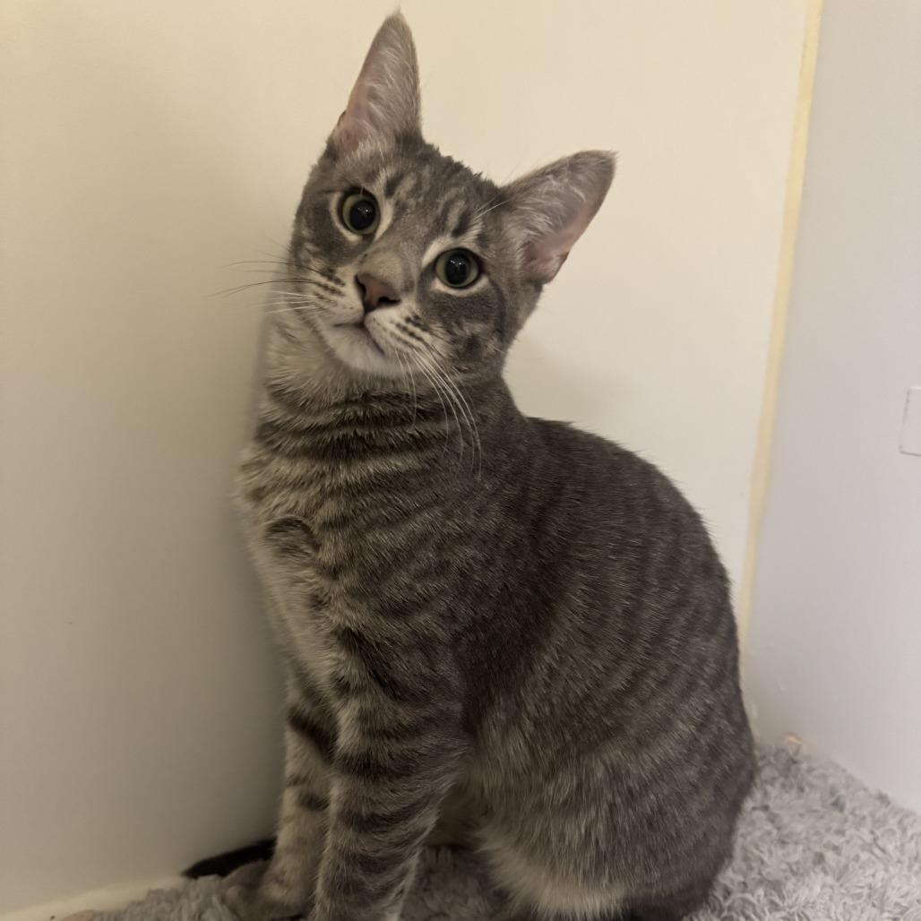 Enlarge Rigatoni, a Adoptable mixed breed in Woodinville, WA image 5/6