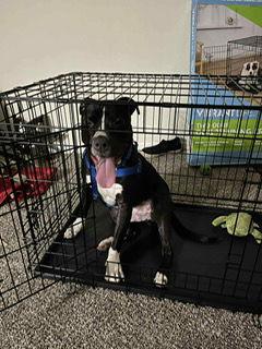 Enlarge Keanu, a Adoptable Terrier in St. Louis, MO image 1/3