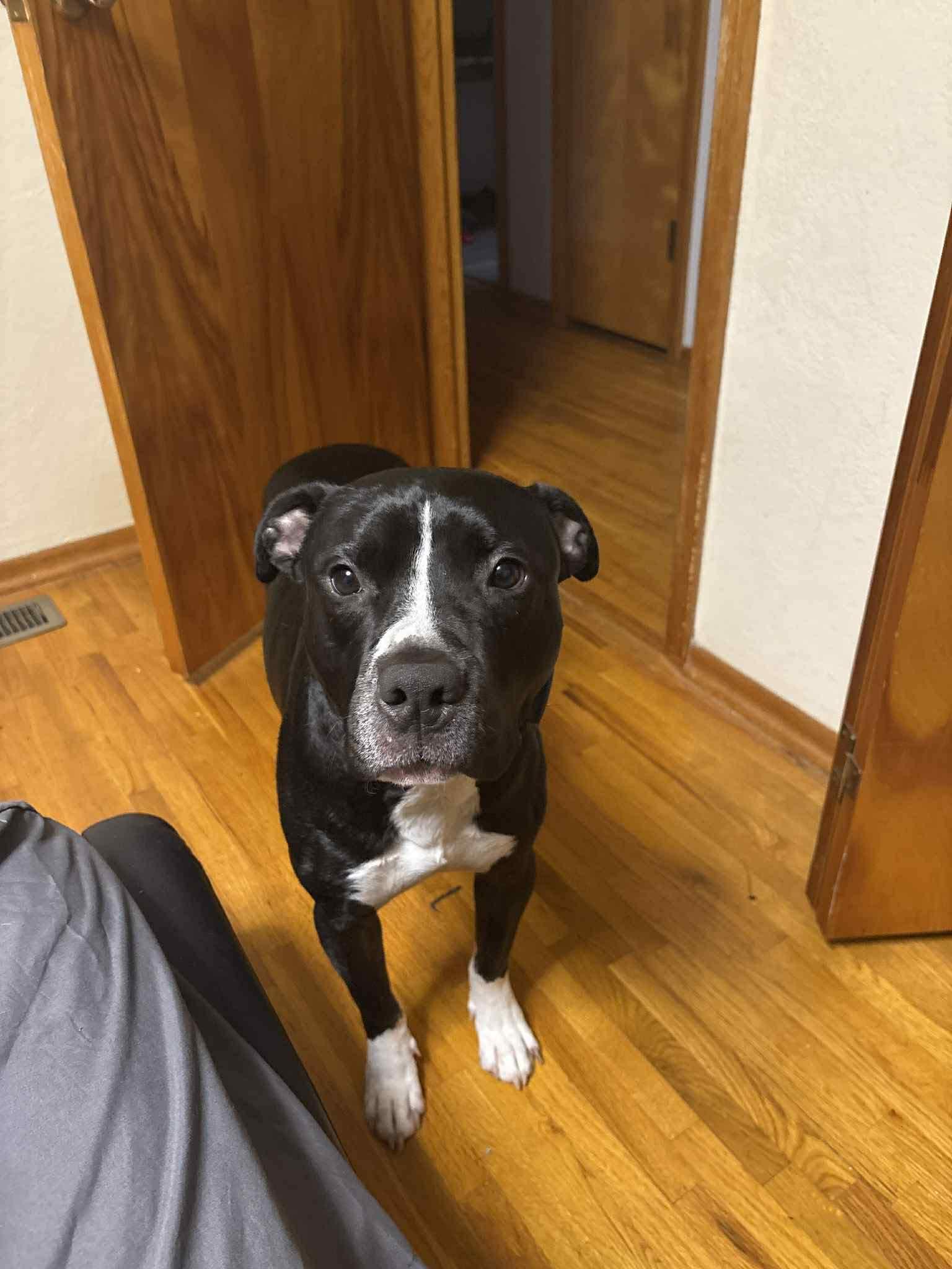 Enlarge Keanu, a Adoptable Terrier in St. Louis, MO image 2/3