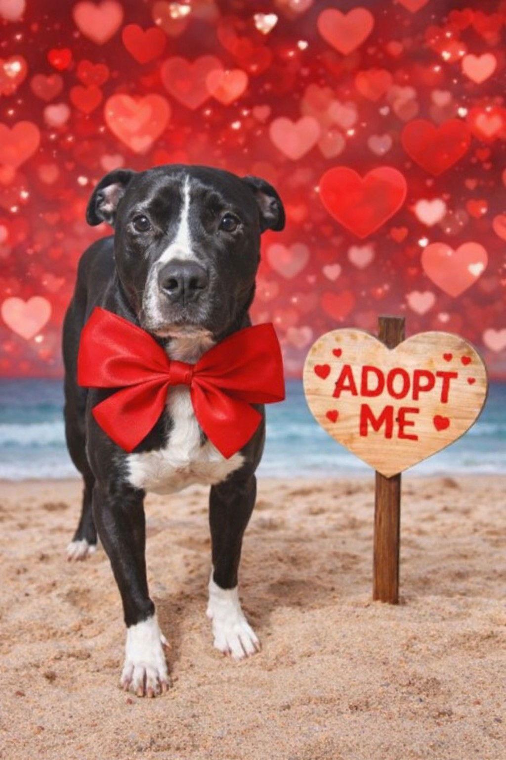 Enlarge Keanu, a Adoptable Terrier in St. Louis, MO image 3/3