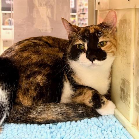 Enlarge Bandit , a ADOPTABLE Calico in San Juan Capistrano, CA image 1/1