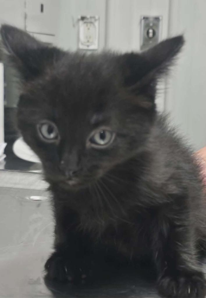 Fredrick, Adoptable, Kitten Male Domestic Short Hair.
