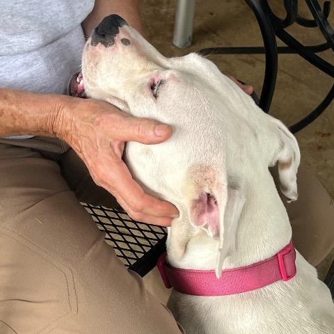 Donut, a ADOPTABLE mixed breed in Chelmsford, MA image 4/5