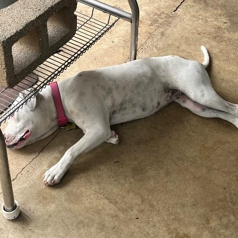 Donut, a ADOPTABLE mixed breed in Chelmsford, MA image 5/5