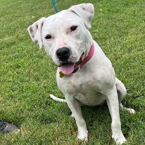 Donut, ADOPTABLE, Young Female Pit Bull Terrier.