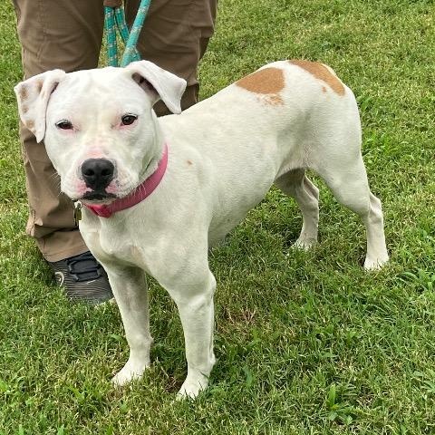 Donut, a ADOPTABLE mixed breed in Chelmsford, MA image 2/5