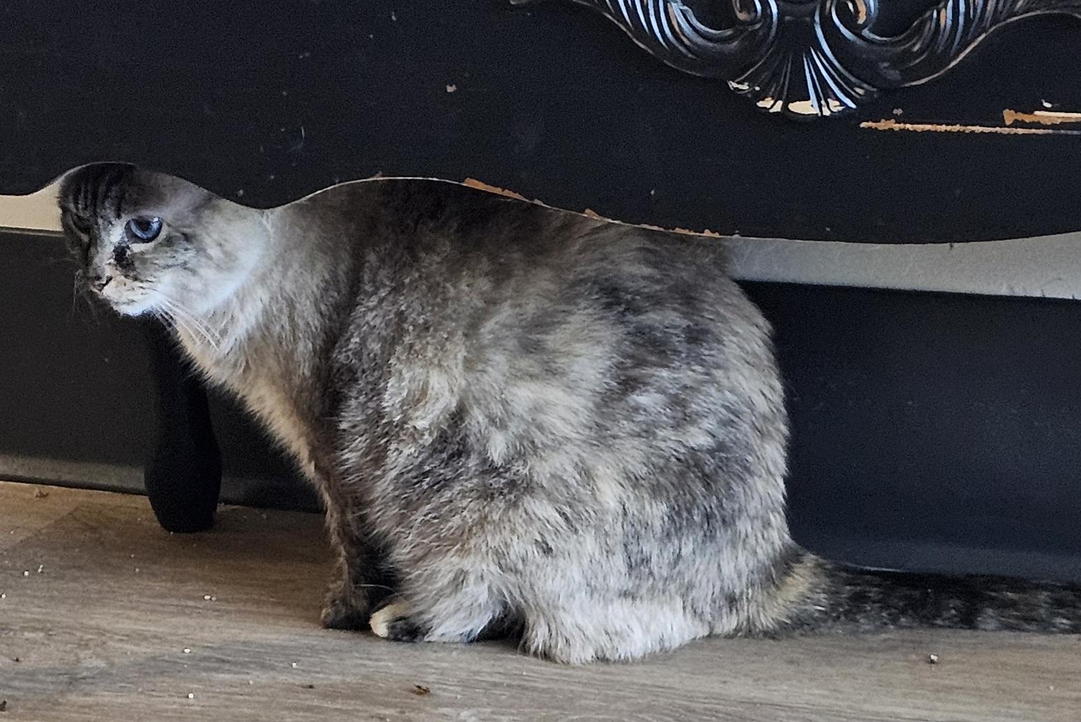 Enlarge Pushkin- Front Declawed  - Urgent, a ADOPTABLE Siamese in Clarksville, IN image 2/3