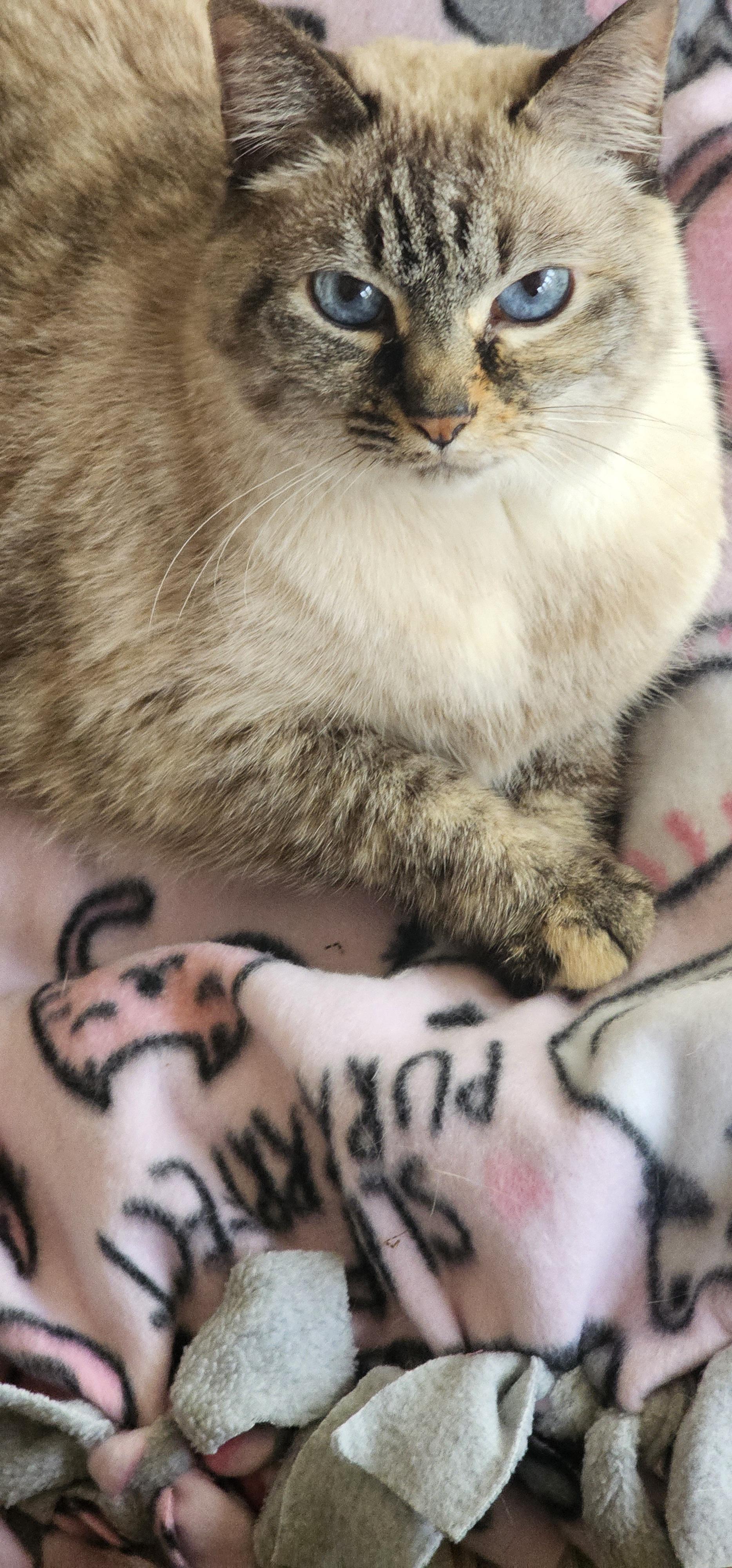 Pushkin- Front Declawed  , ADOPTABLE, Adult Female Siamese & Tabby.