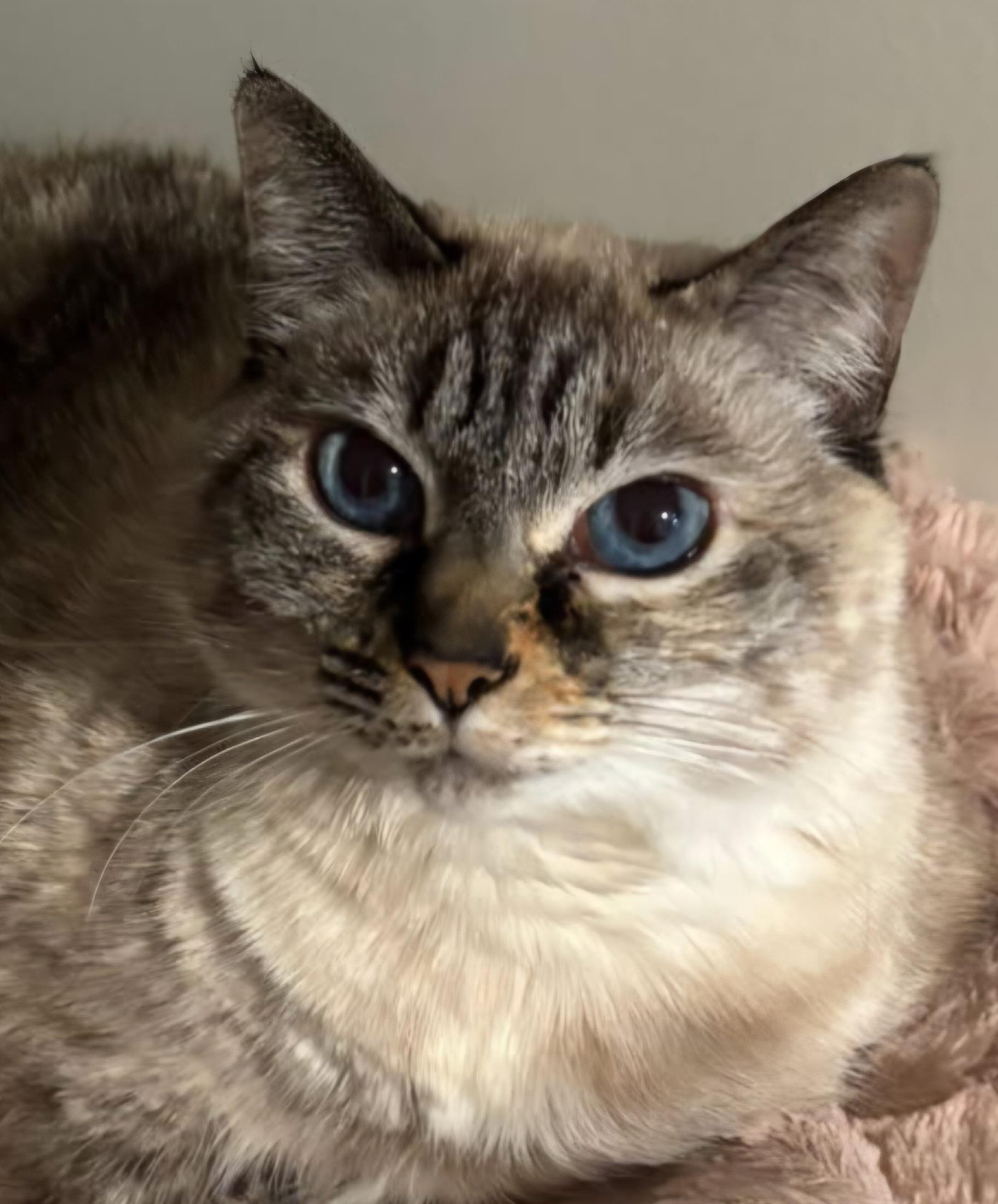 Enlarge Pushkin- Front Declawed  - Urgent, a ADOPTABLE Siamese in Clarksville, IN image 3/3