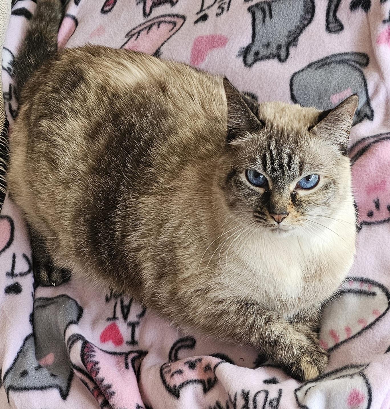 Enlarge Pushkin- Front Declawed  , an adopted mixed breed in Clarksville, IN image 2/2