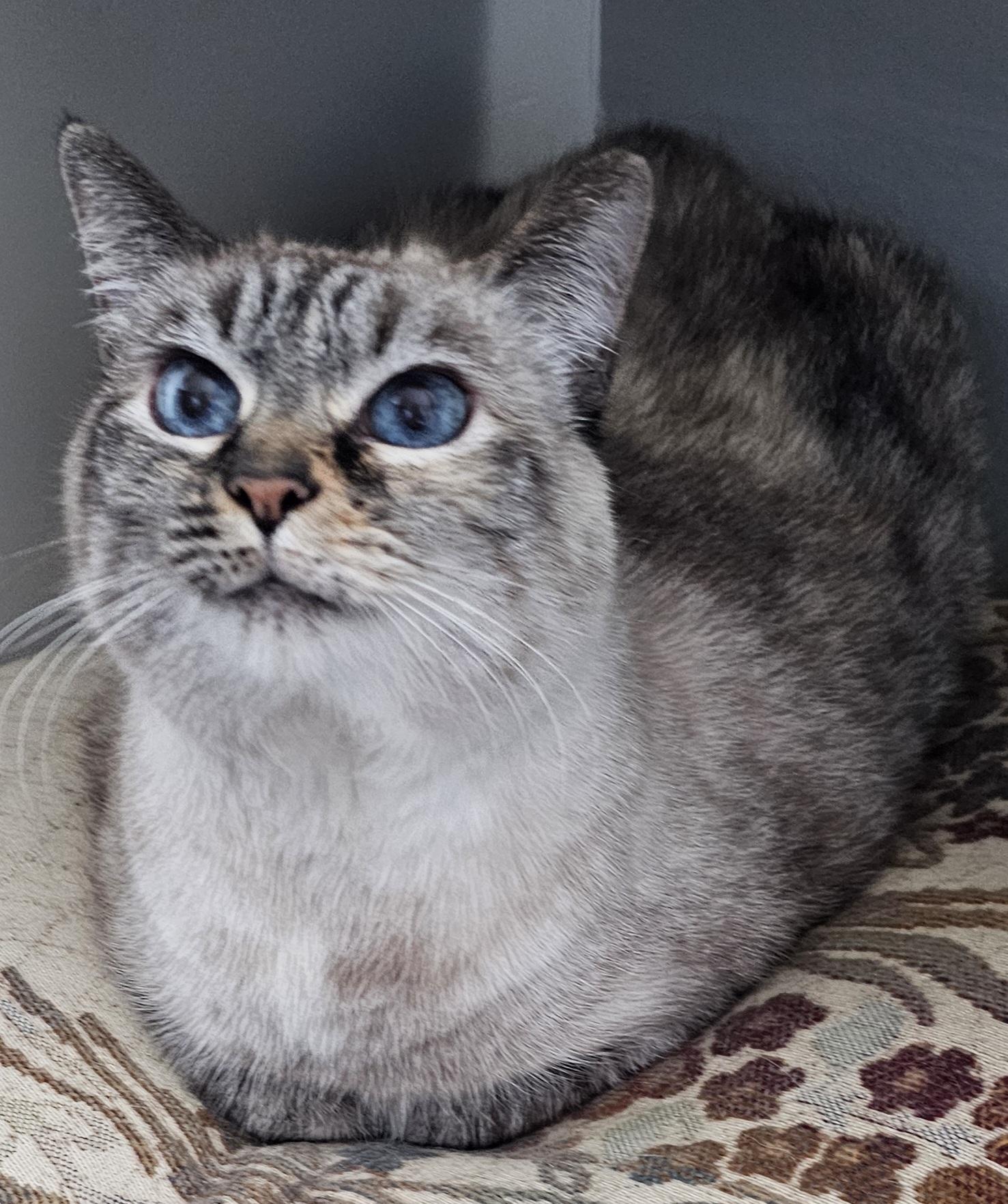 Enlarge Pushkin- Front Declawed  - Urgent, a ADOPTABLE Siamese in Clarksville, IN image 1/3