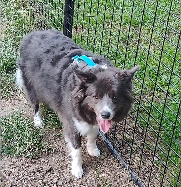 Dodge, Adoptable, Adult Male Border Collie & Collie.